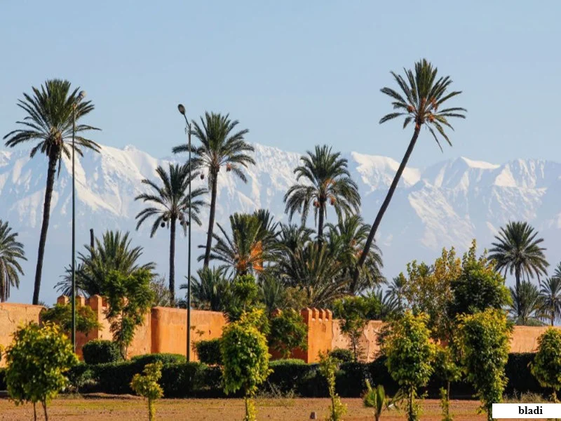 Marrakech : polémique sur la plantation de palmiers en ville